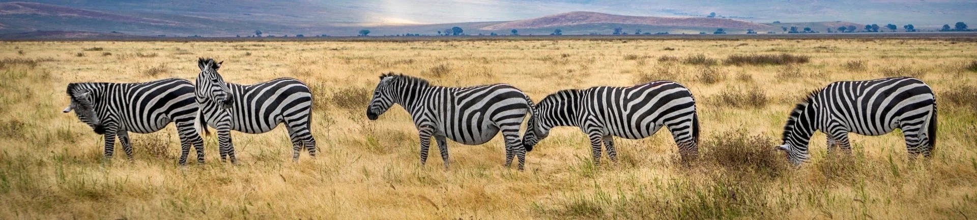 viajes a africa viajar safari