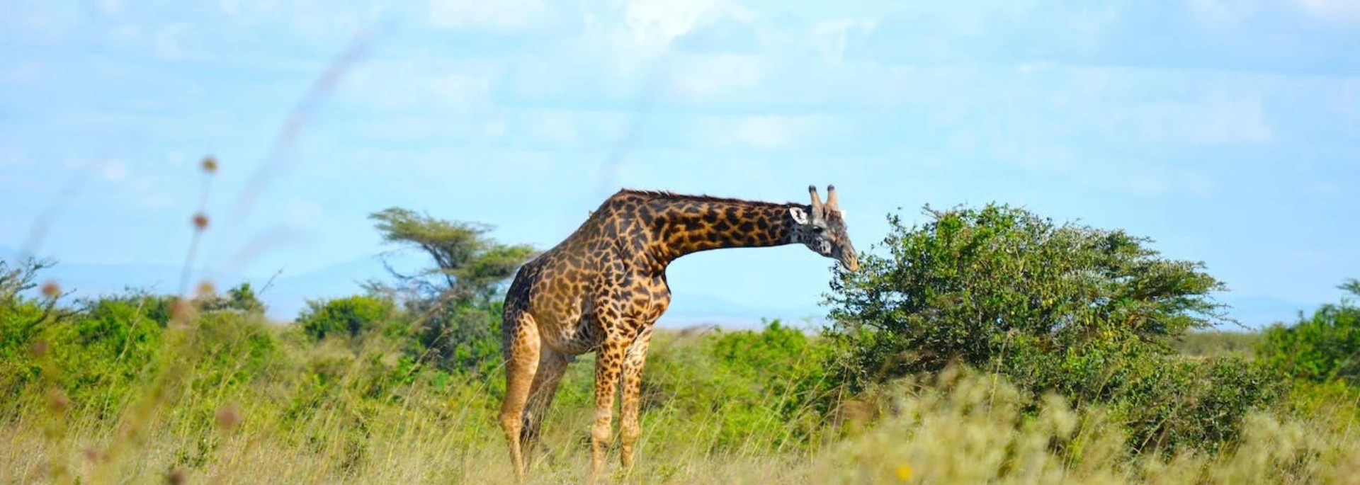 girafa-kenia