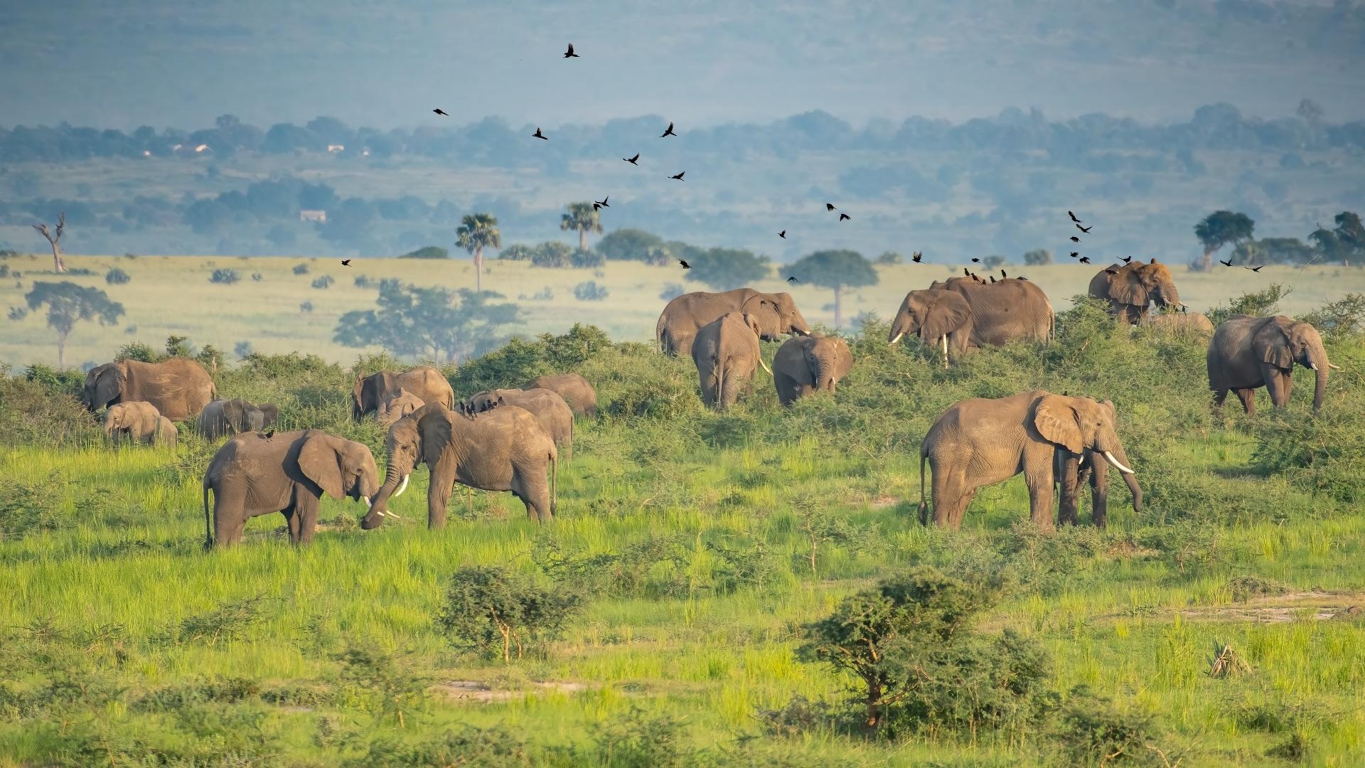 Parque-Nacional-Murchison-Falls_-Uganda