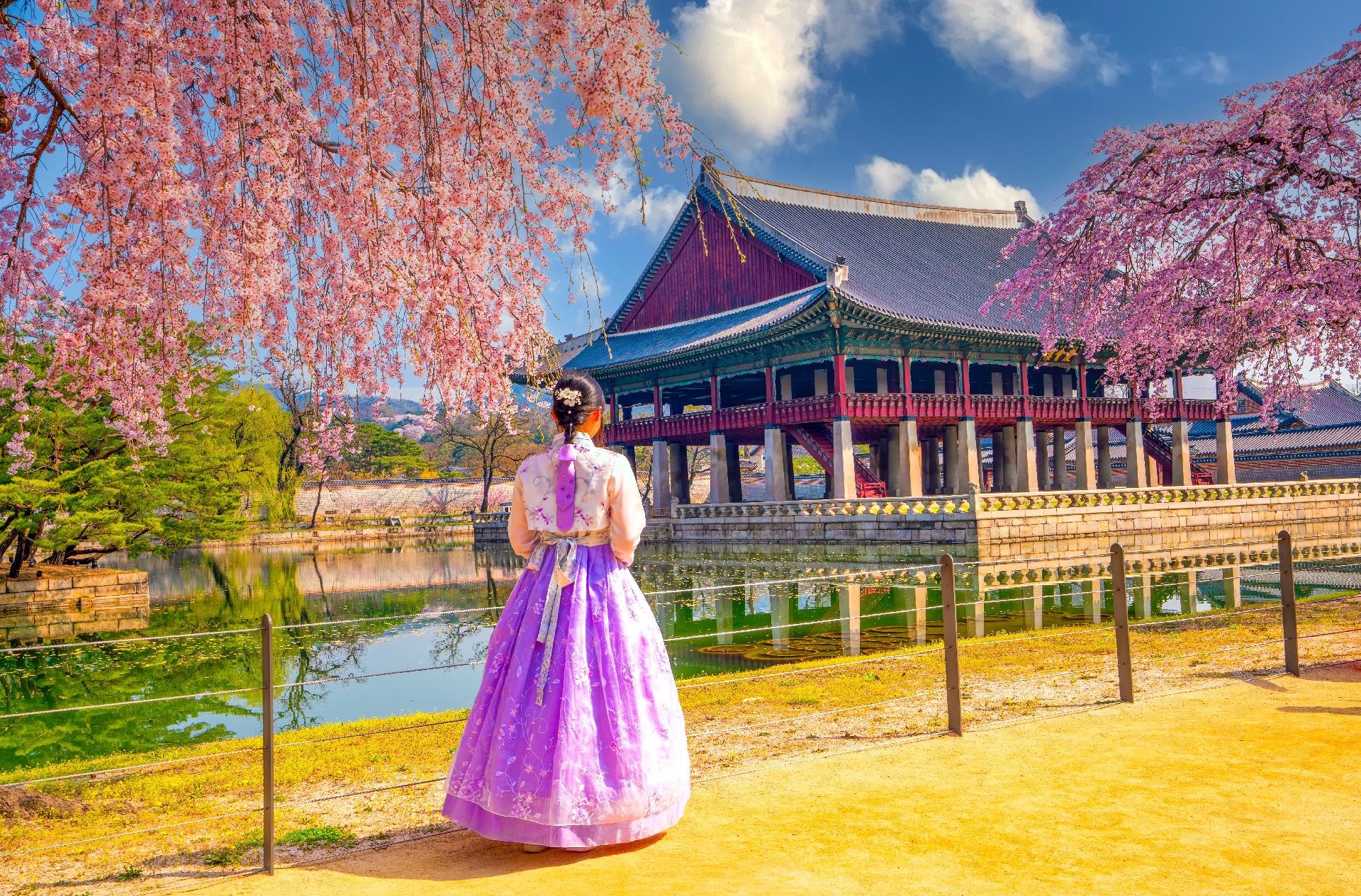 Seul, Corea del Sur, árbol cerezo flor primavera mujer