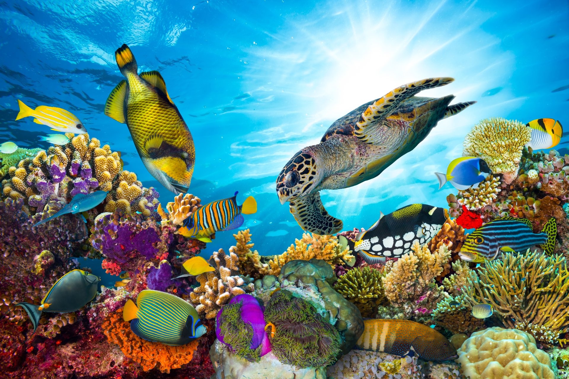 ext-colorido-arrecife-coral-maldivas