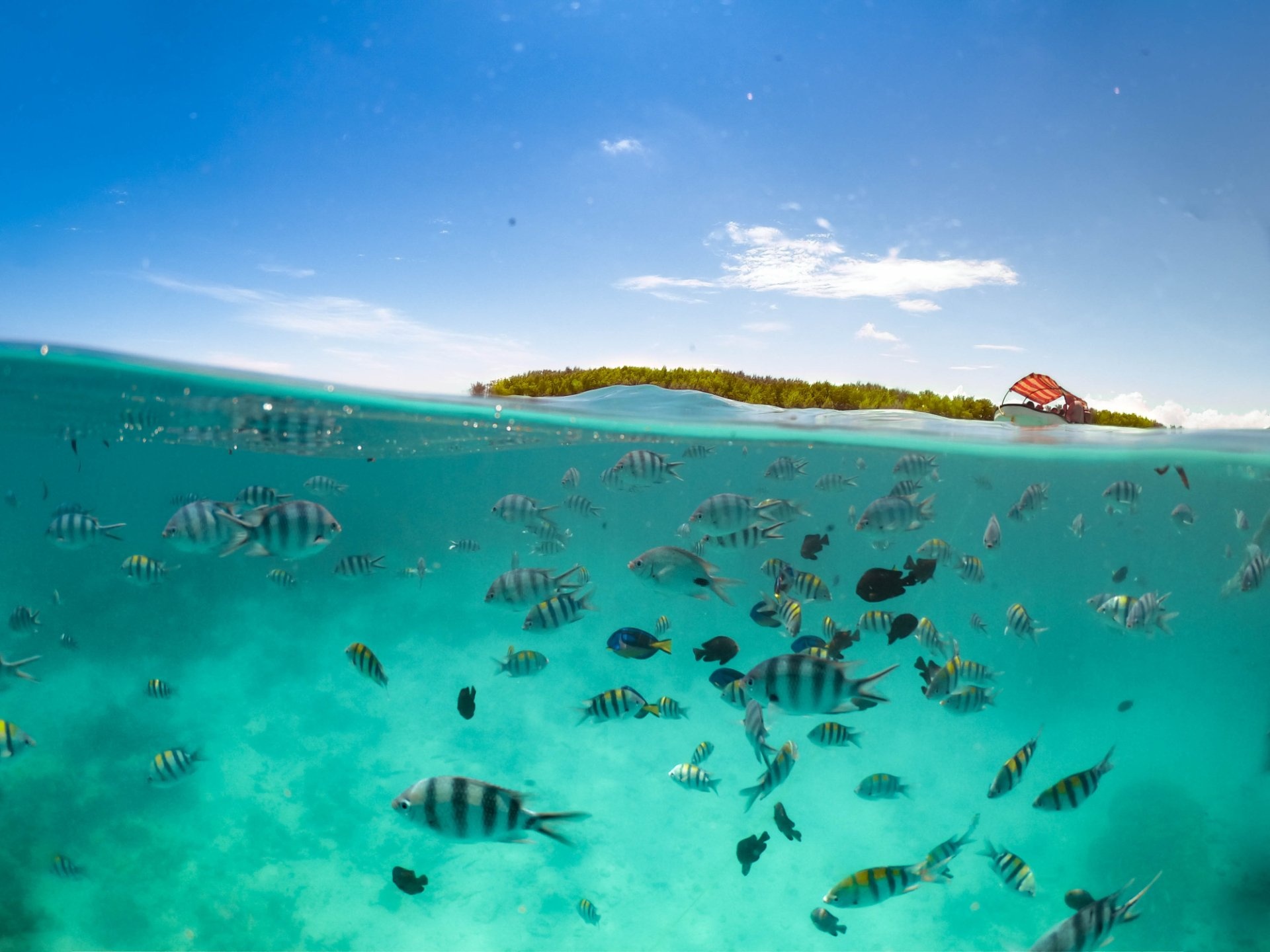 mnemba-snorkeling-zanzibar