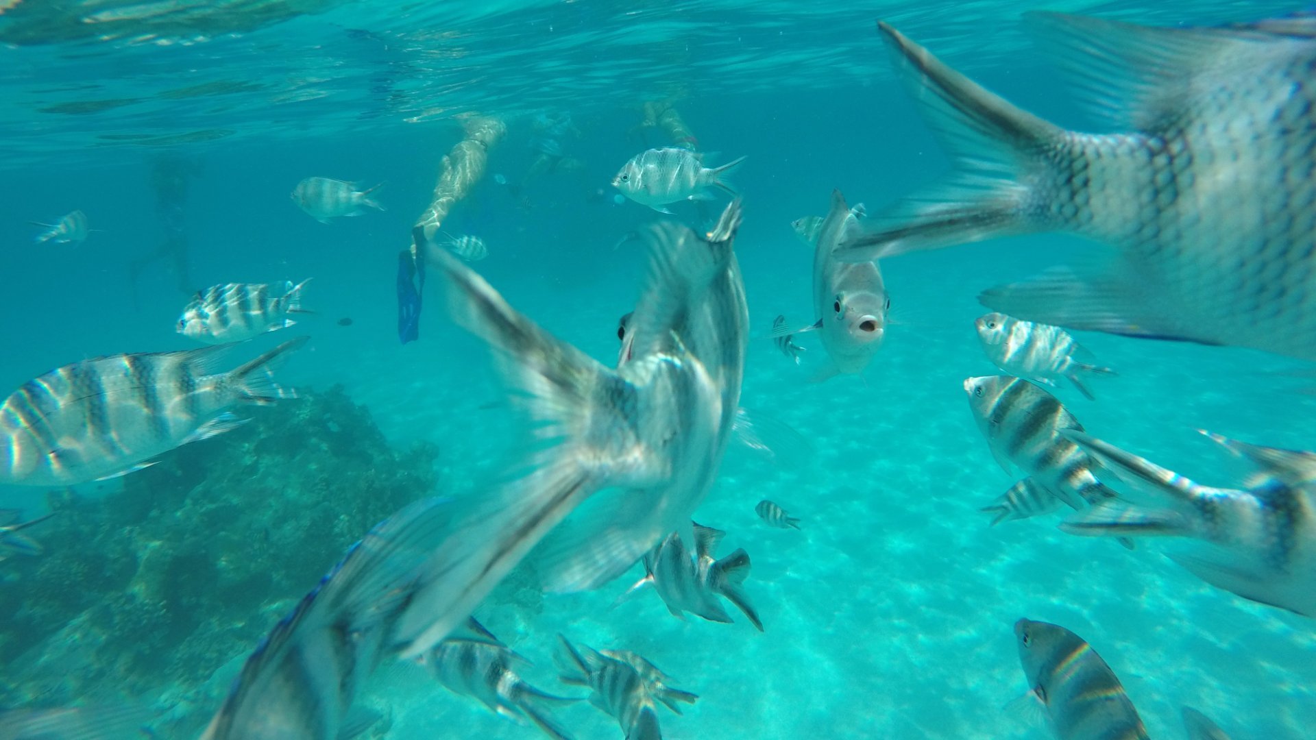 peces-tropicales-isla-mnemba-zanzibar