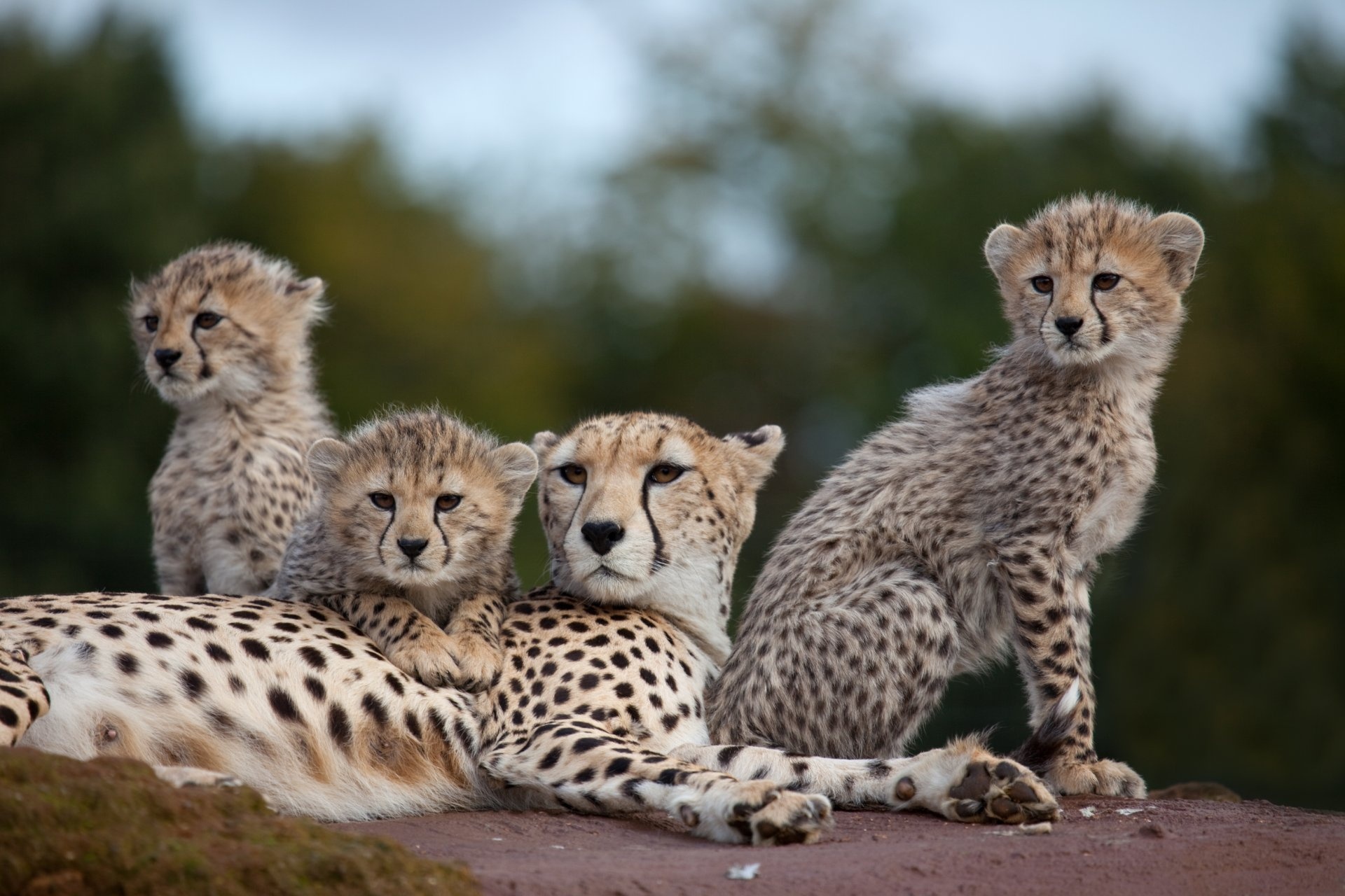 Familia de guepardos en el Serengueti