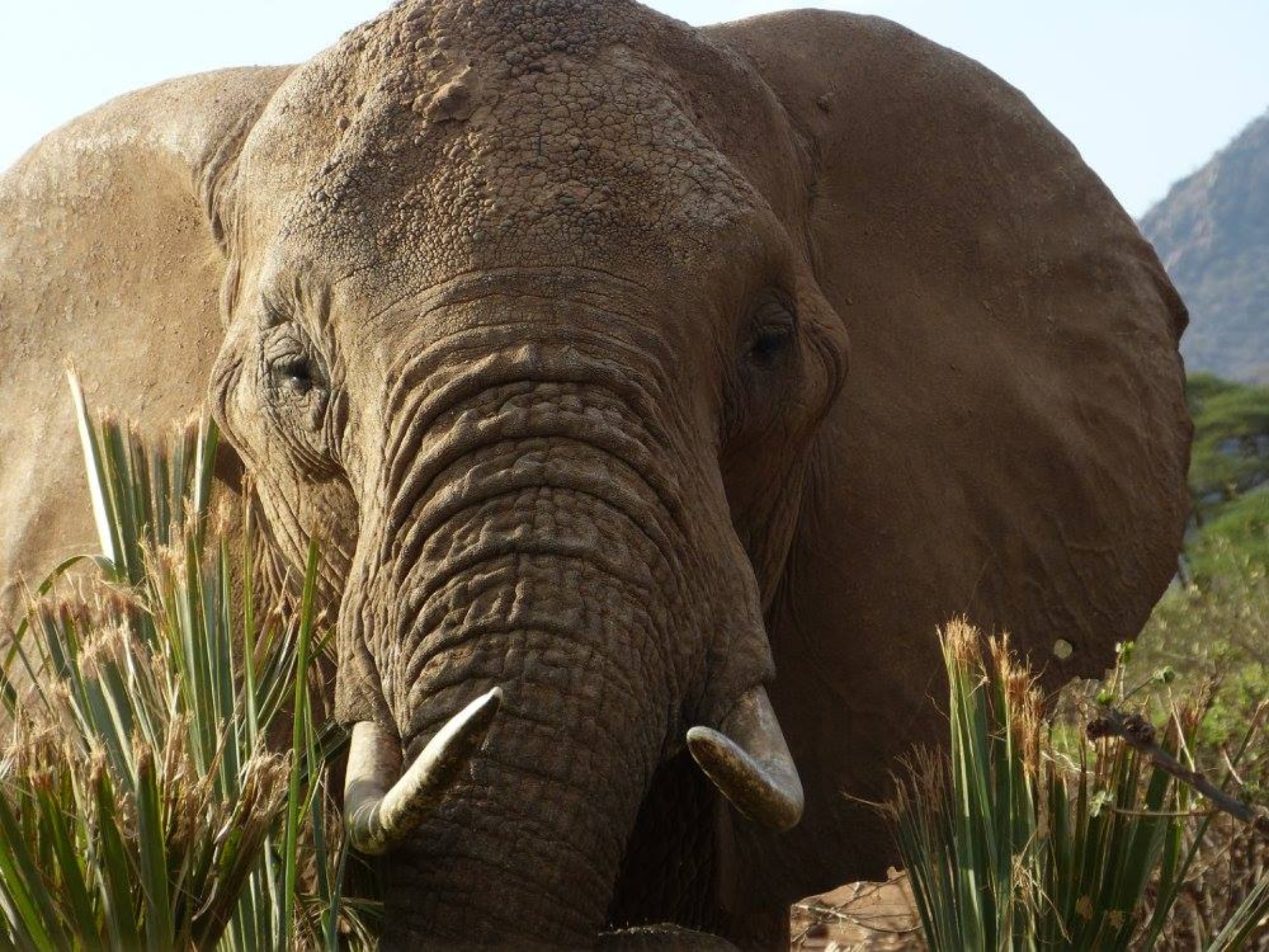 Elefante en Samburu