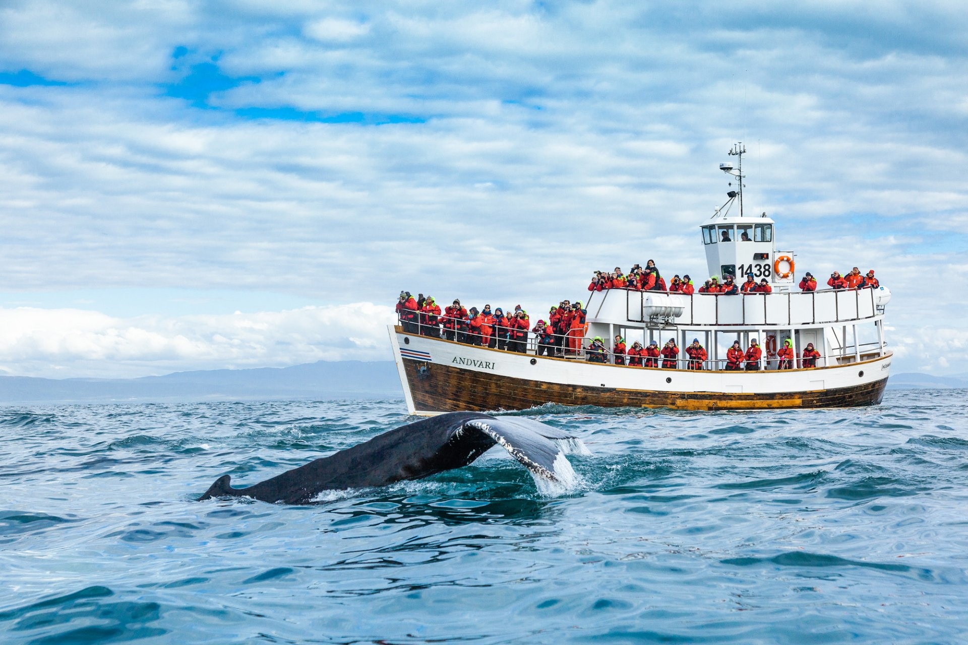 Ballena jorobada en Islandia
