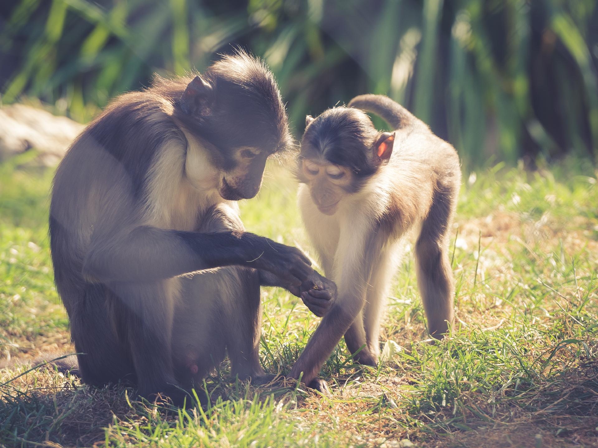 Familia de monos mangabey en Uganda