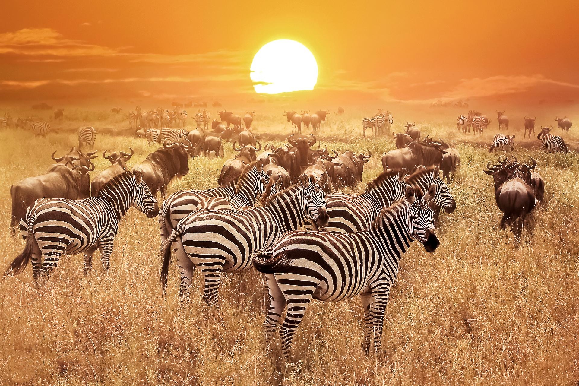 Cebras en el amanecer de la sabana Tanzania