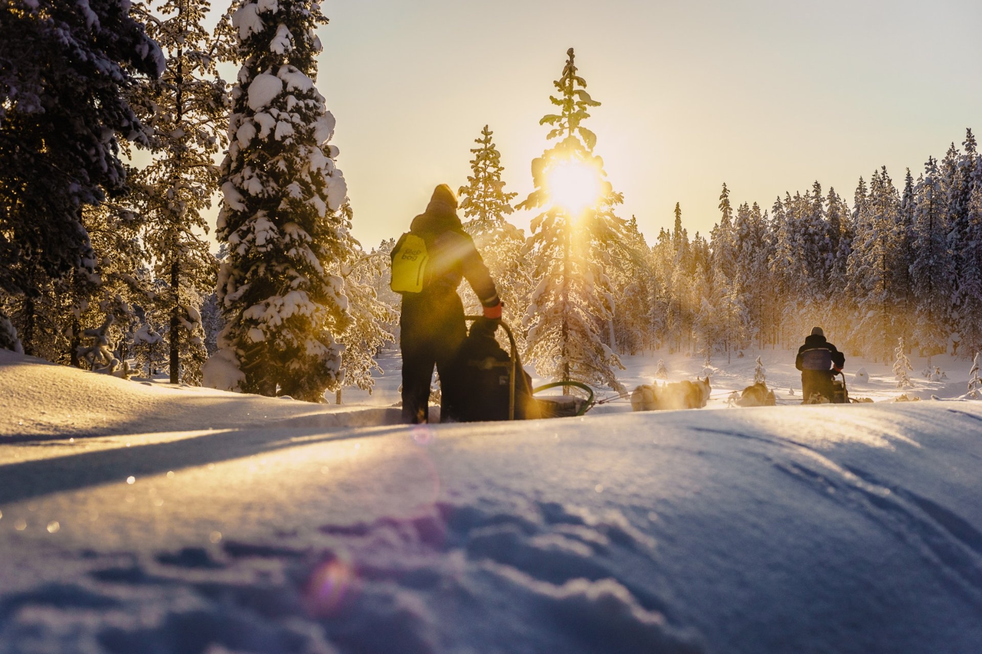 Trineos de perros en Salla Finlandia