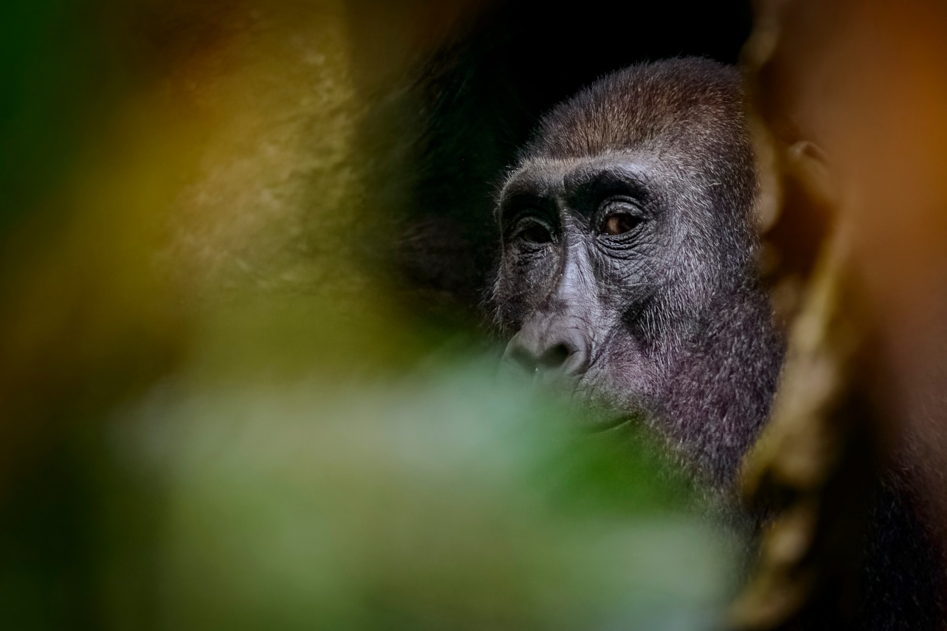 Gorila en la República del Congo