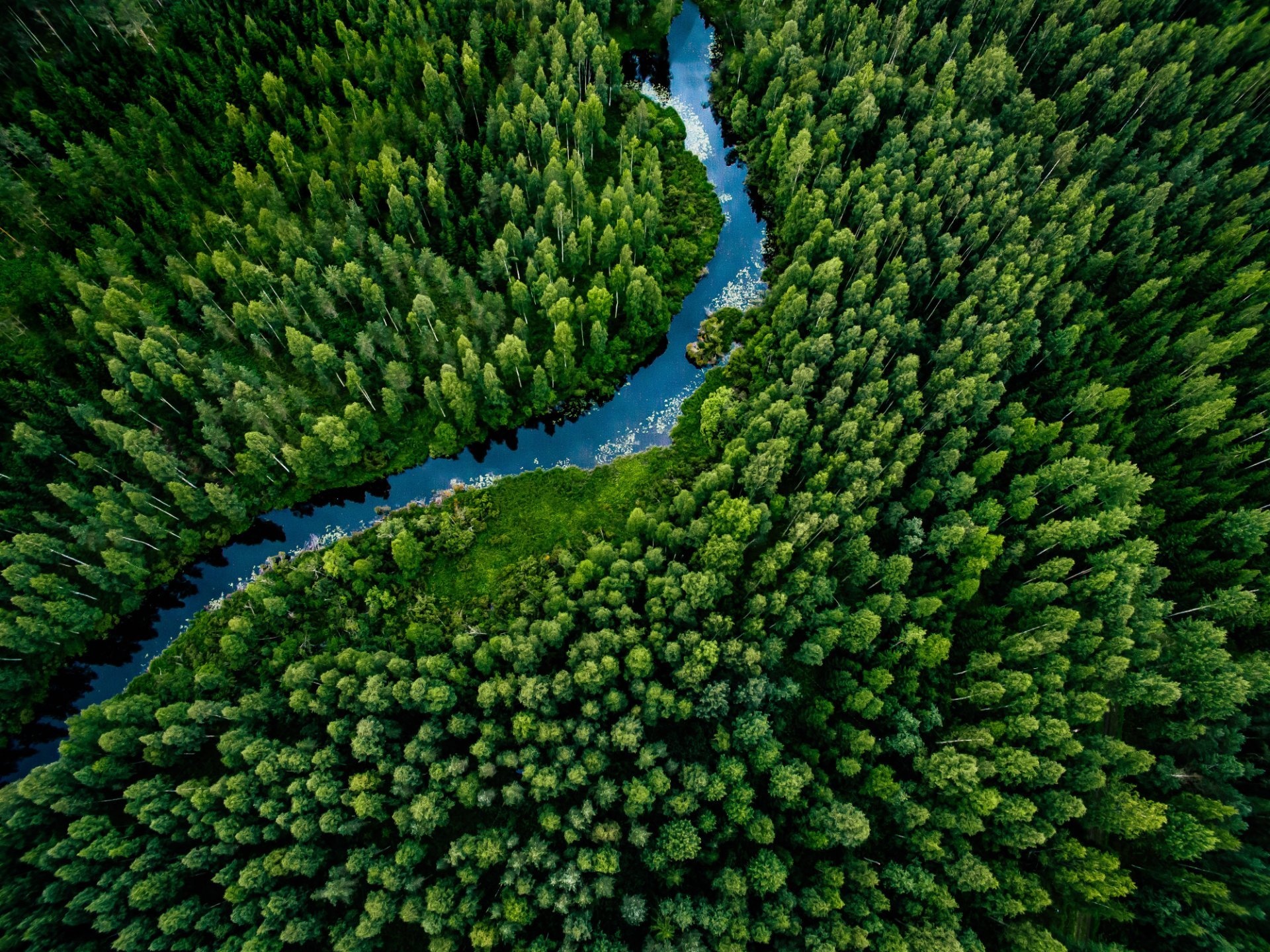 Vista de pájaro bosque Finlandia