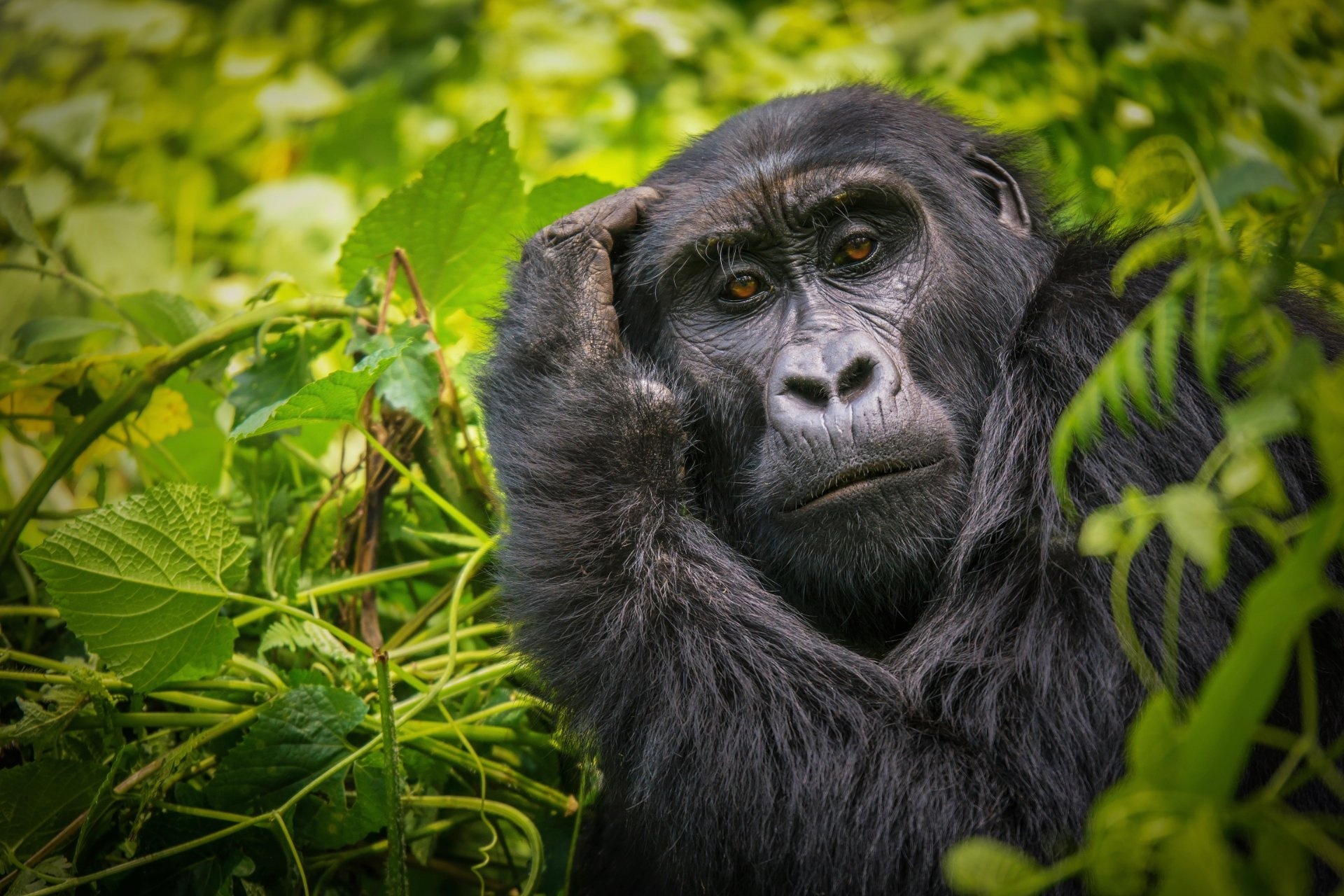 Gorila en Uganda