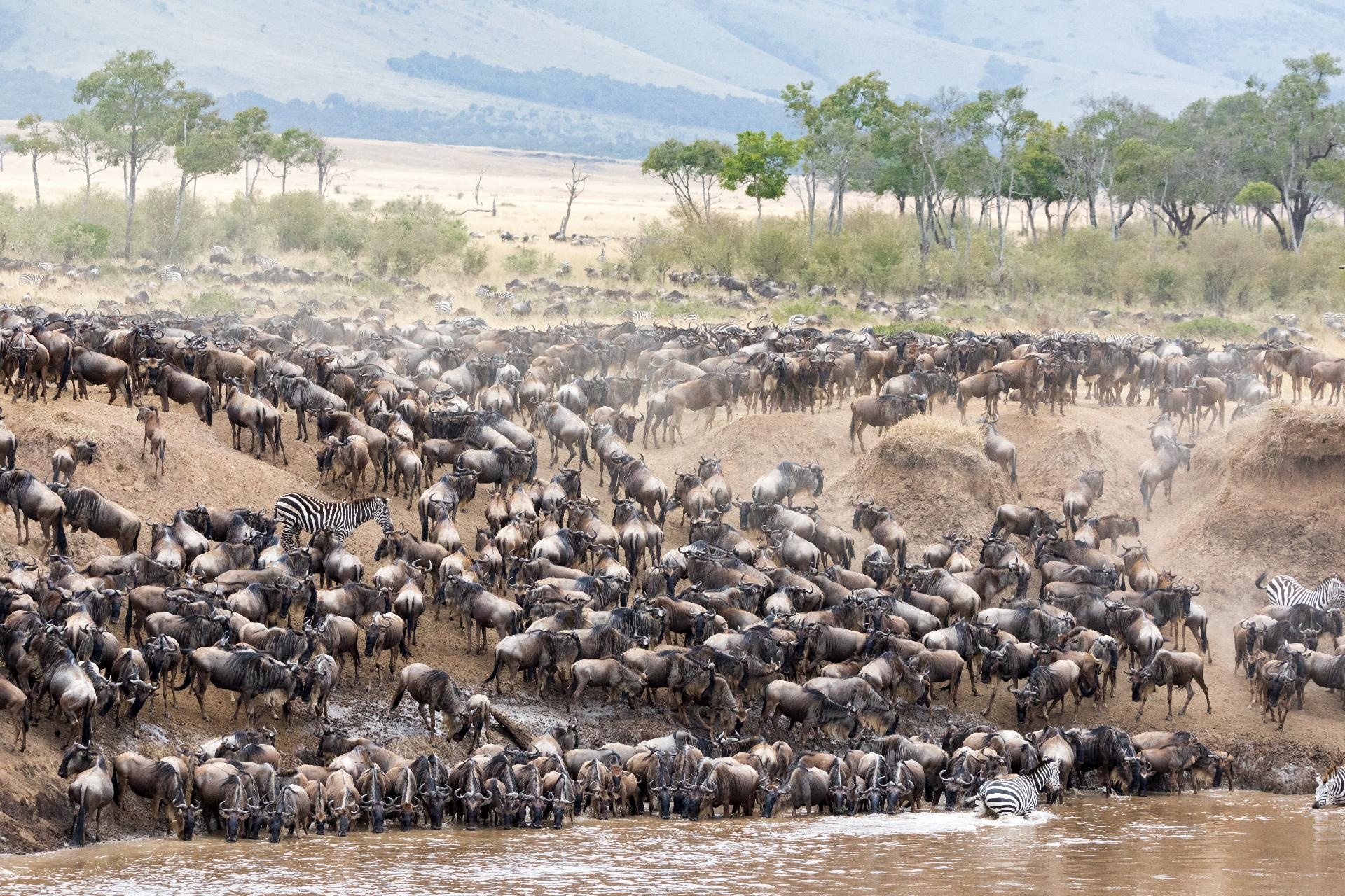 Migración en Masai Mara Kenia