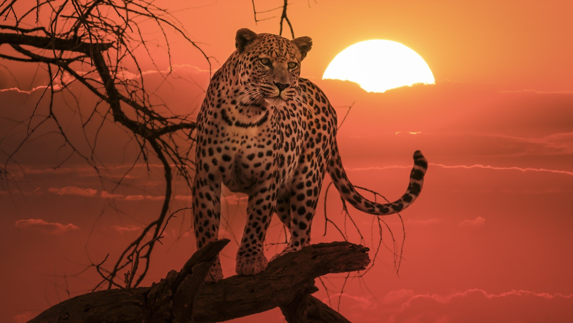 Leopardo en atardecer en la sabana África