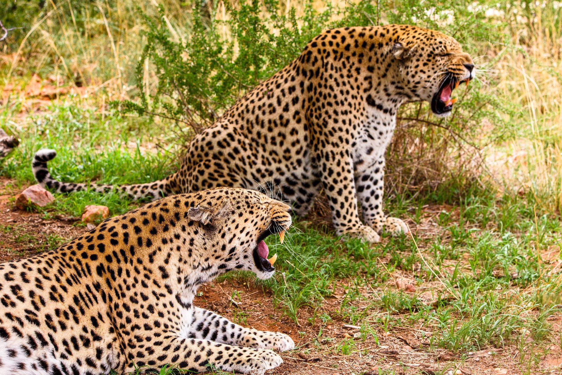 Pareja de guepardos
