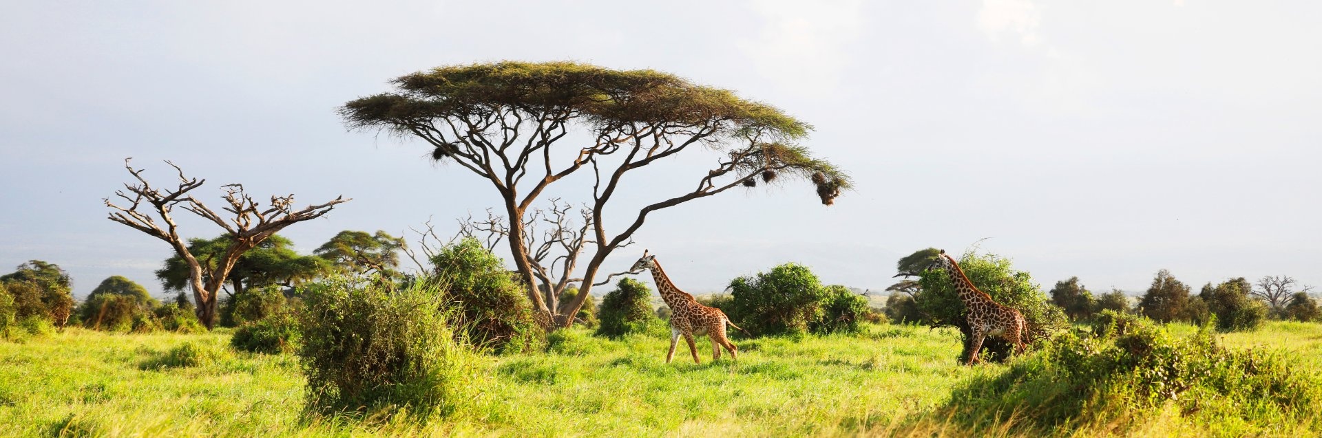 Jirafas en sabana Kenia
