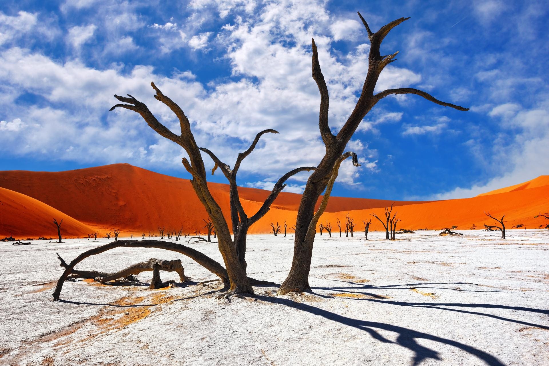 Arboles muertos en el desierto de Namibia