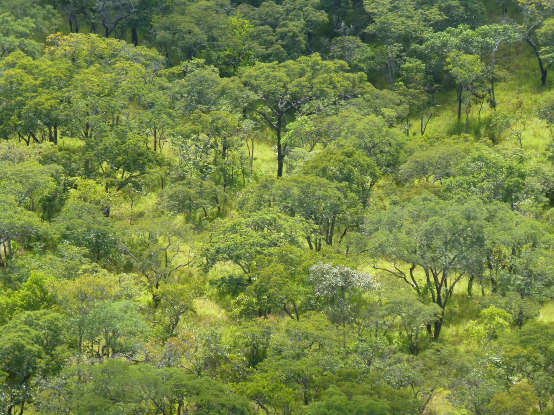 Luangwa_BioCarbon-Partners