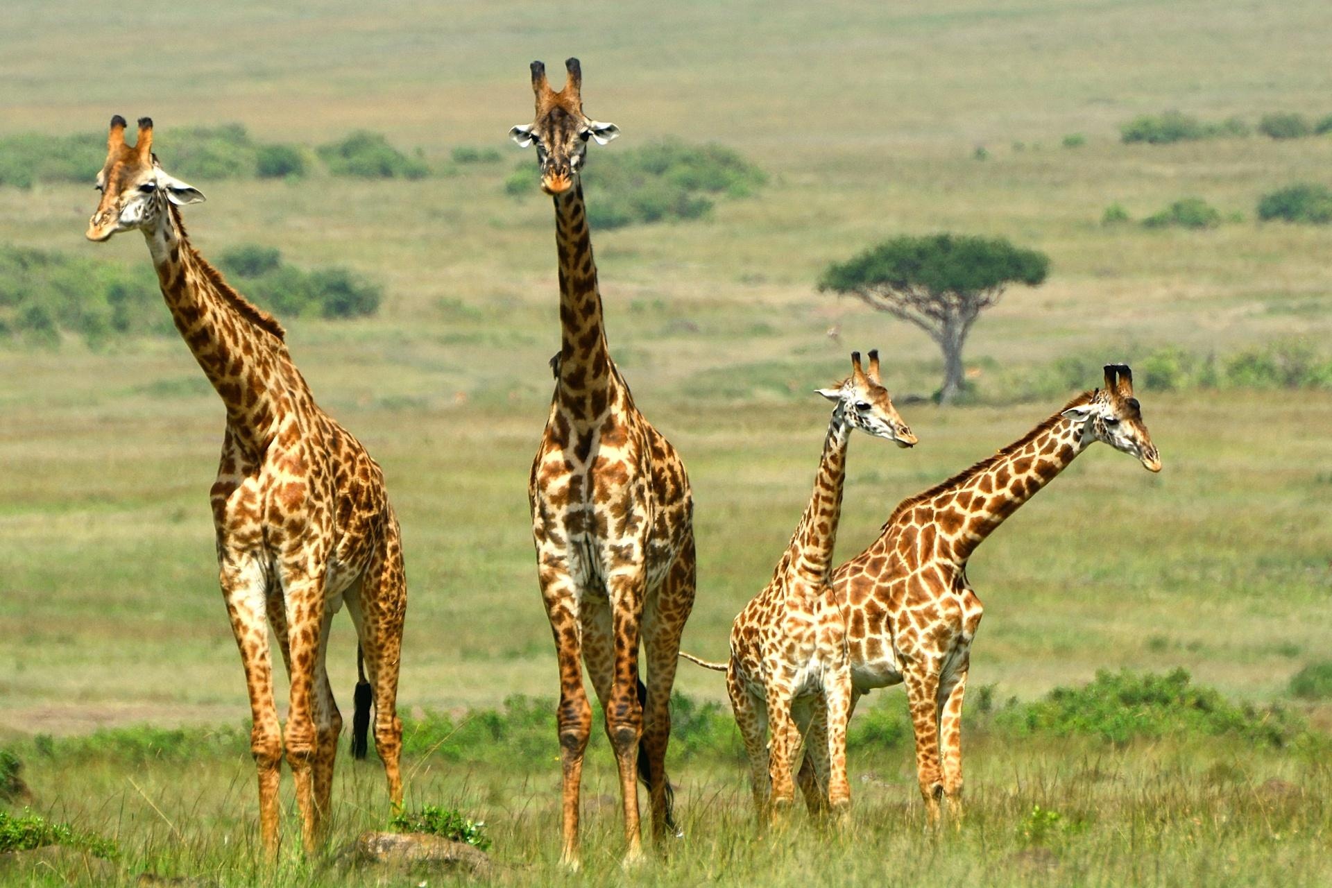 Kenia y Tanzania