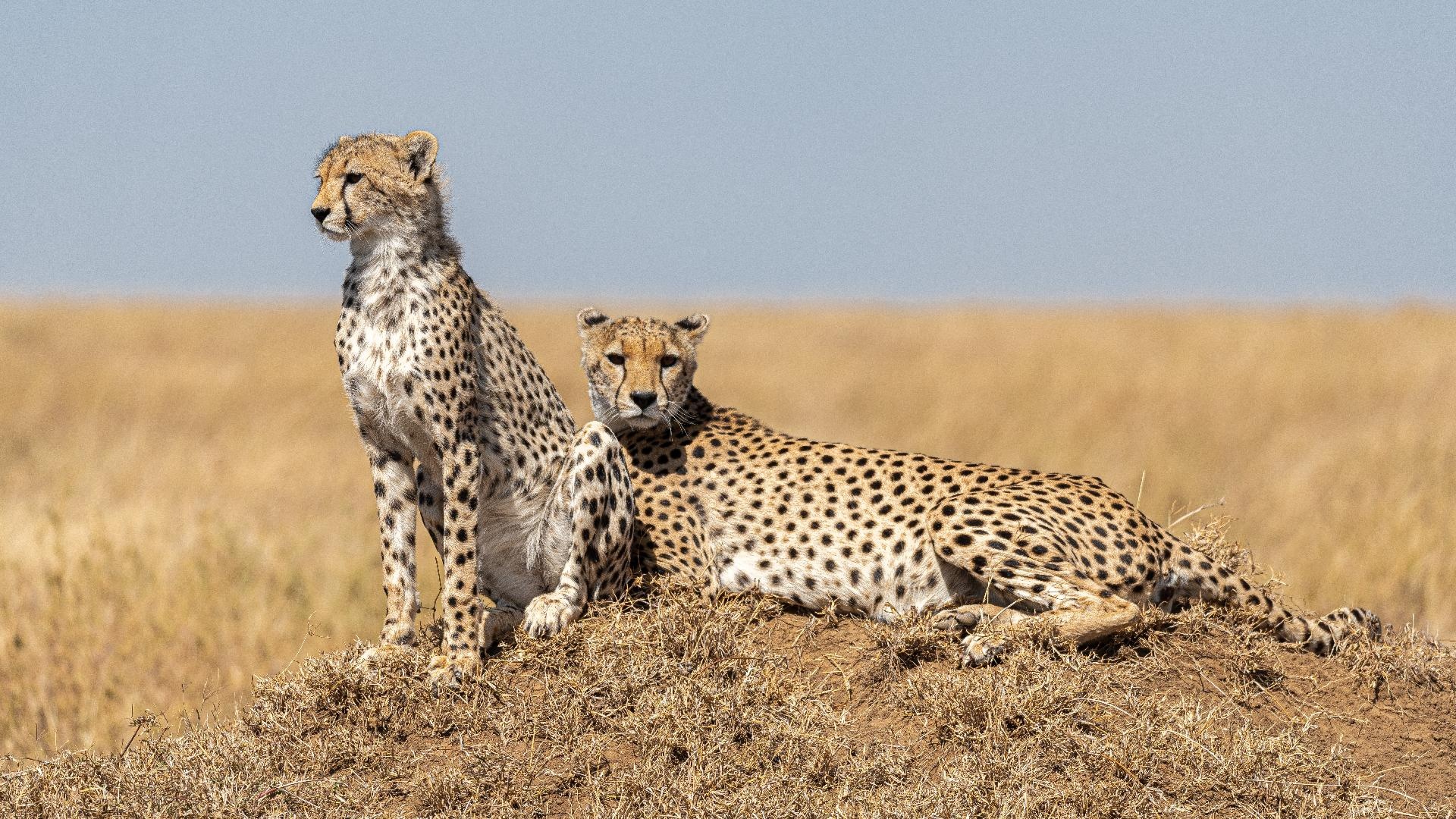 Safari de 3 días/2 noches en Serengeti y Ngorongoro y Estancia en Zanzibar - Quality Safari de 3 días/2 noches en Serengeti y Ngorongoro y Estancia en Zanzibar - Quality