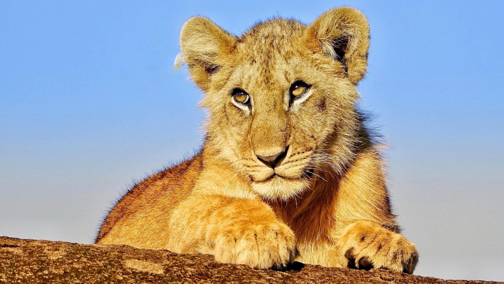 Safari de 3 dias/2 noites no Serengeti e Ngorongoro e estadia em Zanzibar - Quality Safari de 3 dias/2 noites no Serengeti e Ngorongoro e estadia em Zanzibar - Quality