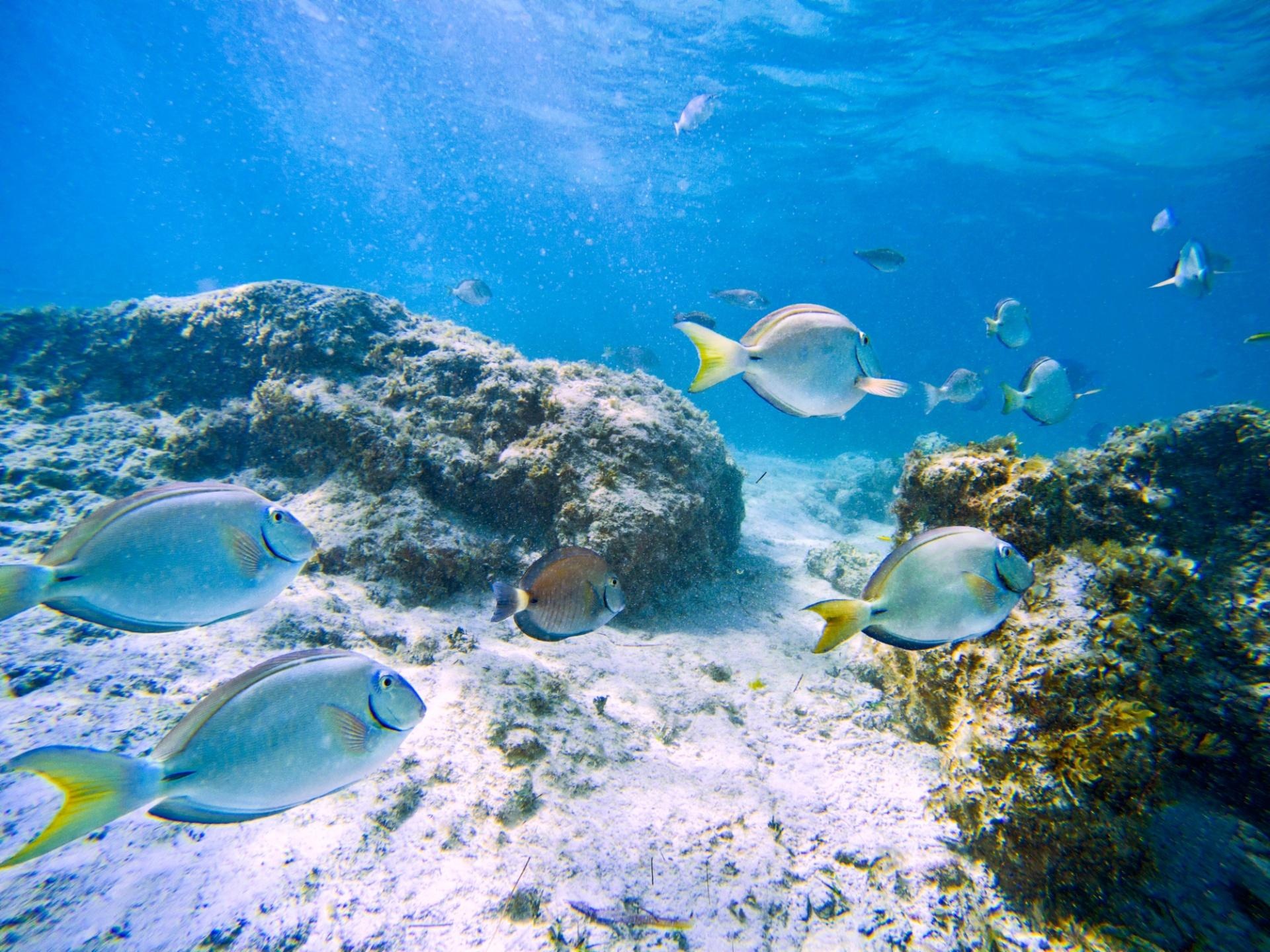 Punta Cana ou Miches com Bayahibe (Hyatt Inclusive Collection) - Entrada por Punta Cana e saída por La Romana - Essence Punta Cana ou Miches com Bayahibe (Hyatt Inclusive Collection) - Entrada por Punta Cana e saída por La Romana - Essence