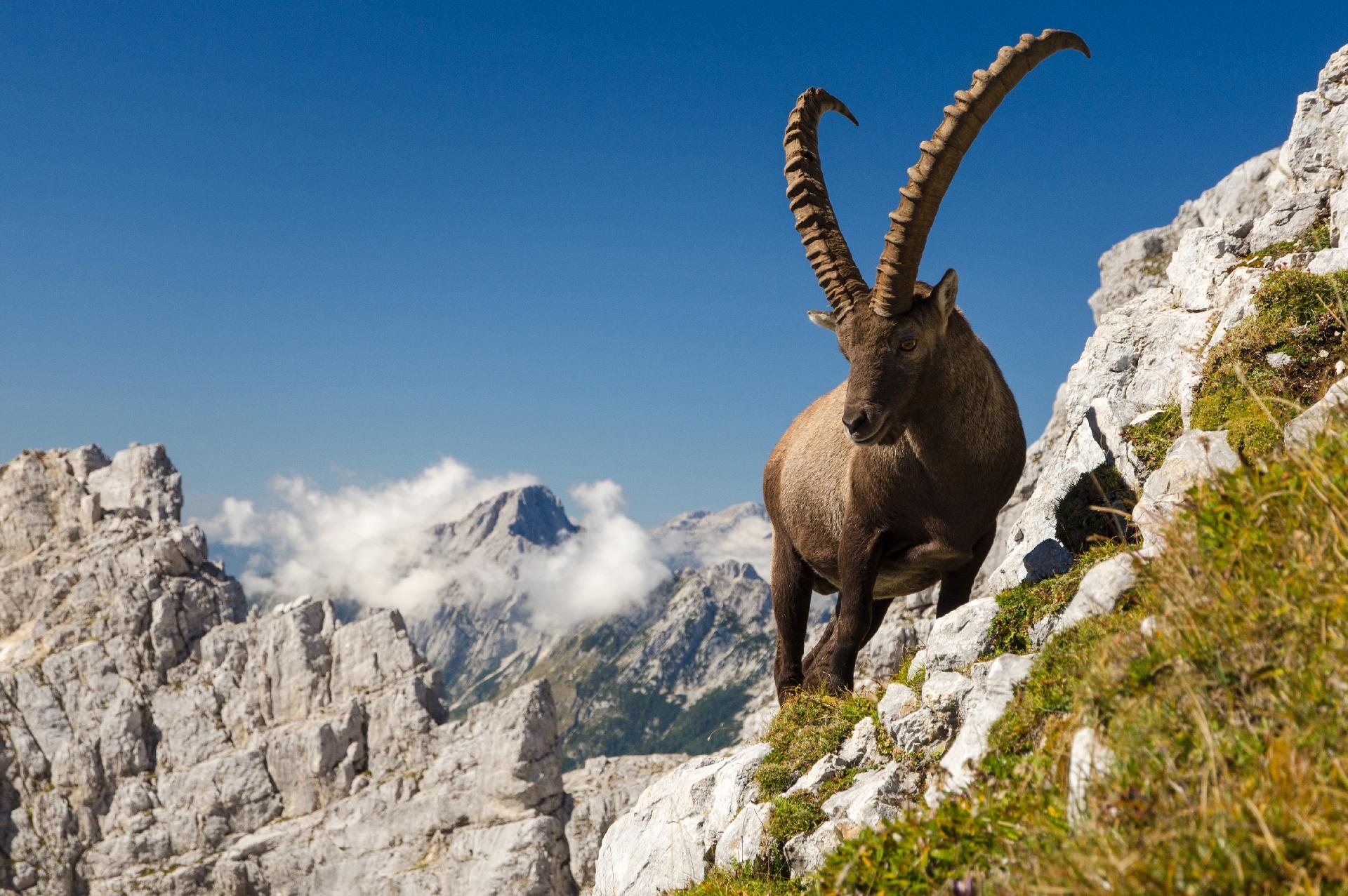 A paso suave por Eslovenia. De los Alpes Julianos al Adriático A paso suave por Eslovenia. De los Alpes Julianos al Adriático