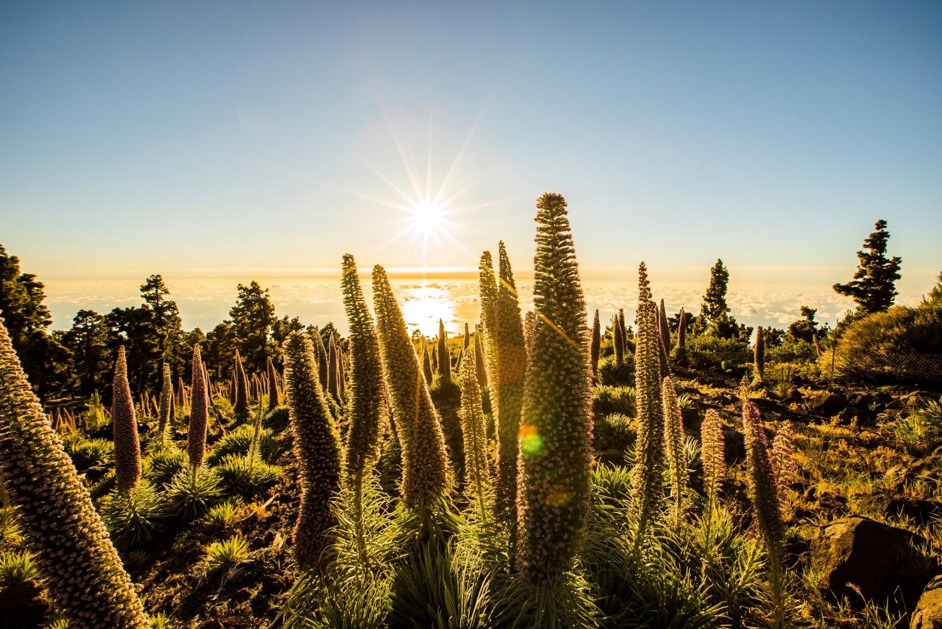 La Palma La Palma