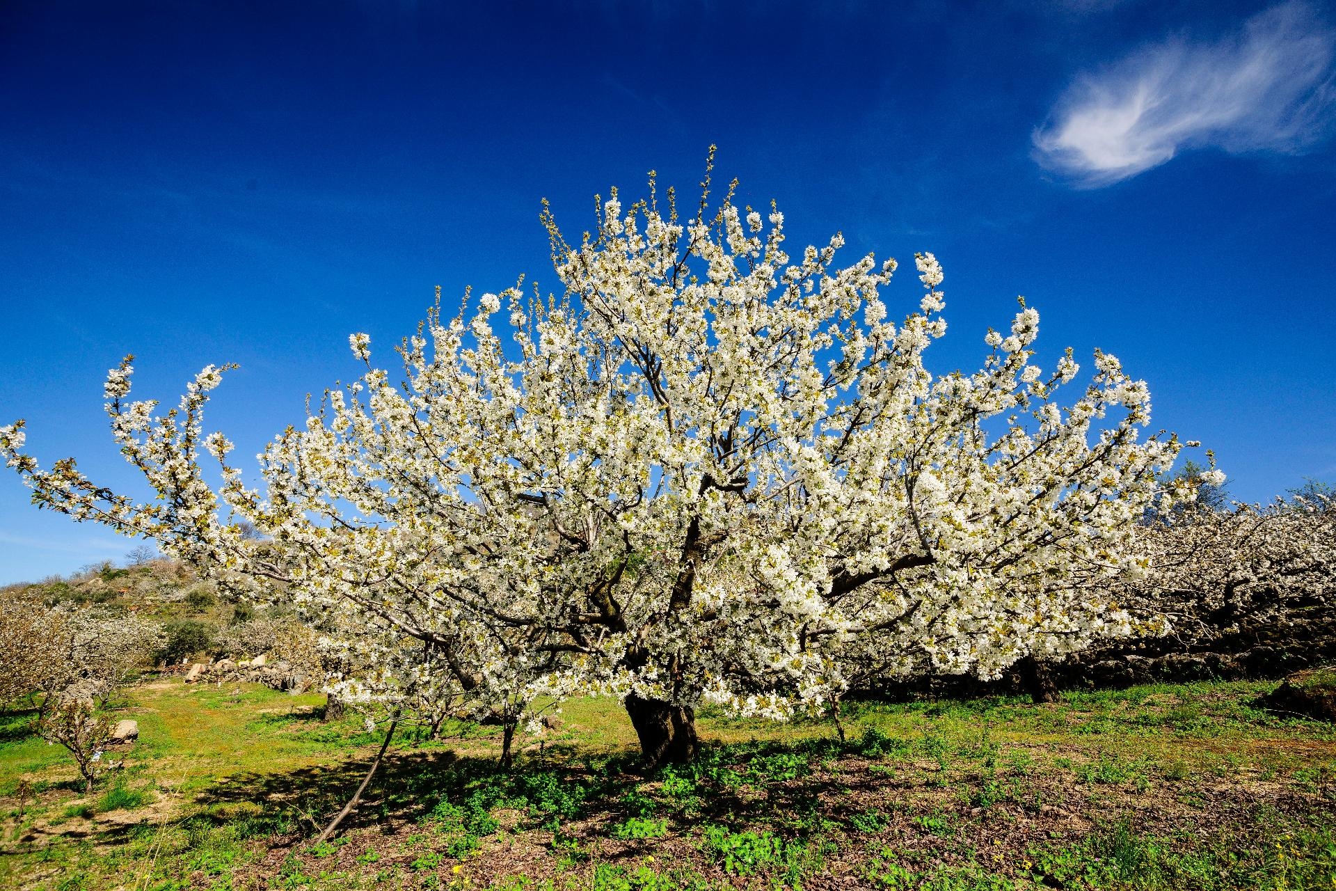 Cerezos-en-flor--Prunus-cerasus--Cabrero-Valle-del-Jerte-Caceres-Extremadura-Espana-Europa
