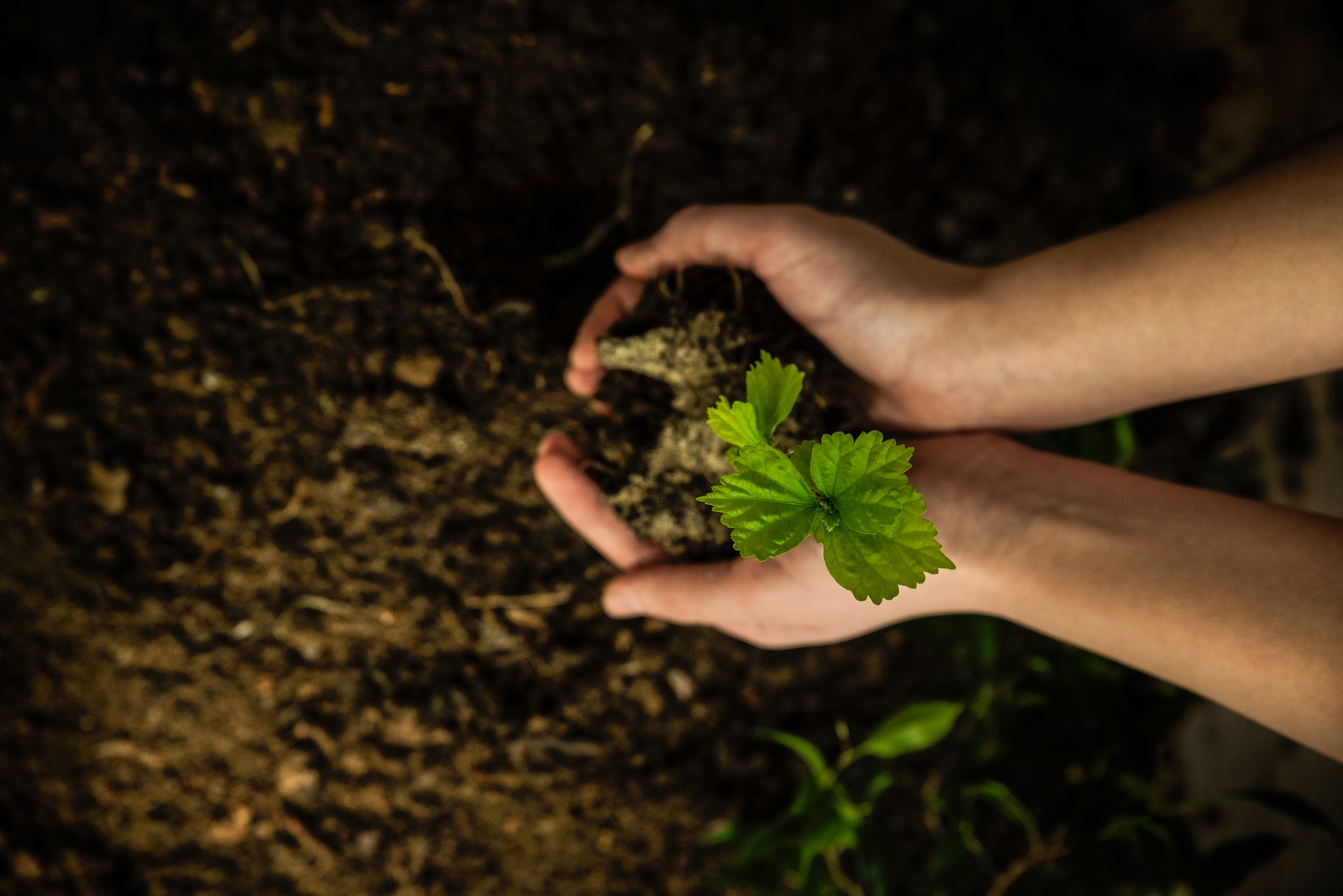 banner-sostenibilidad