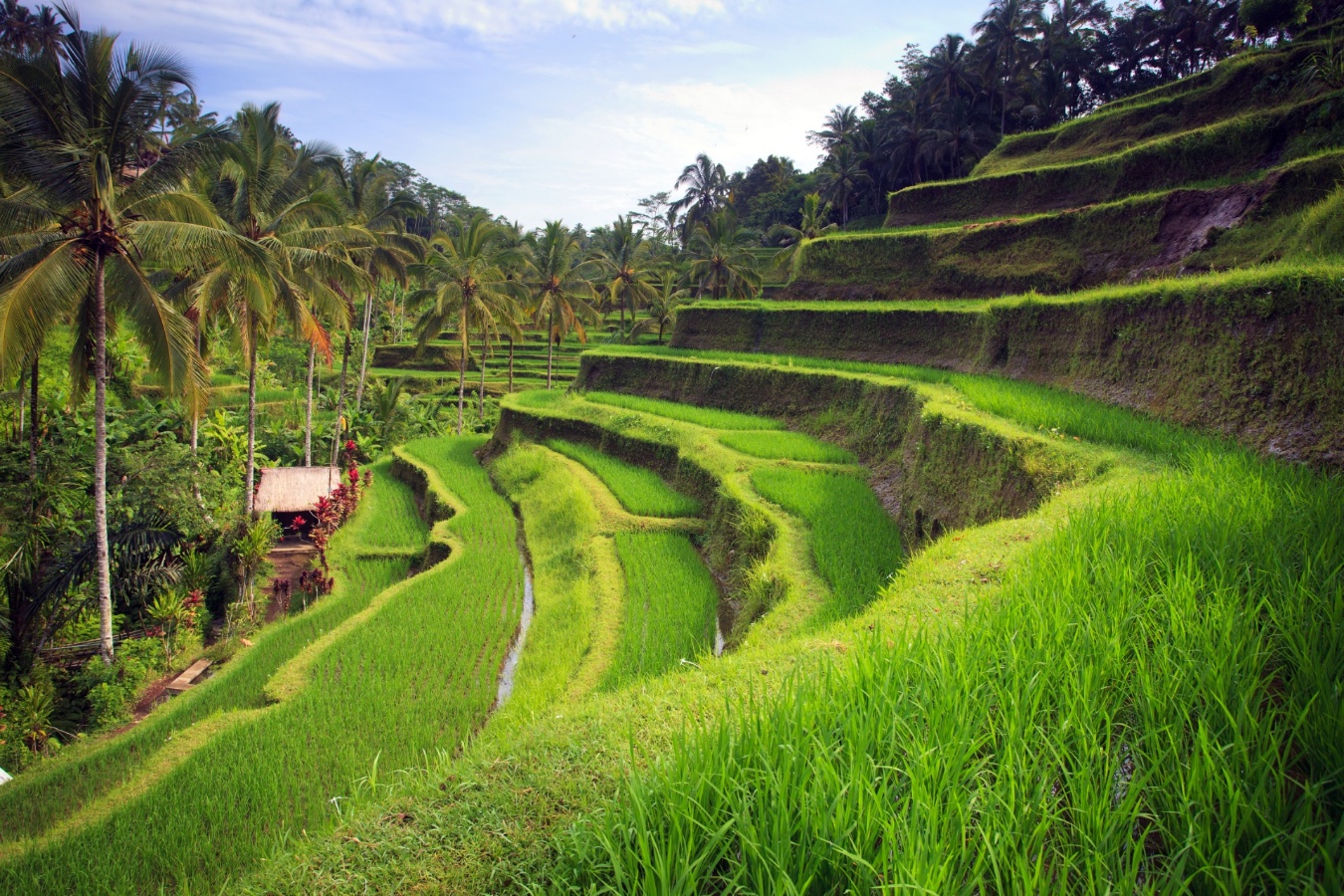 Indonesia, Ubud, arrozales