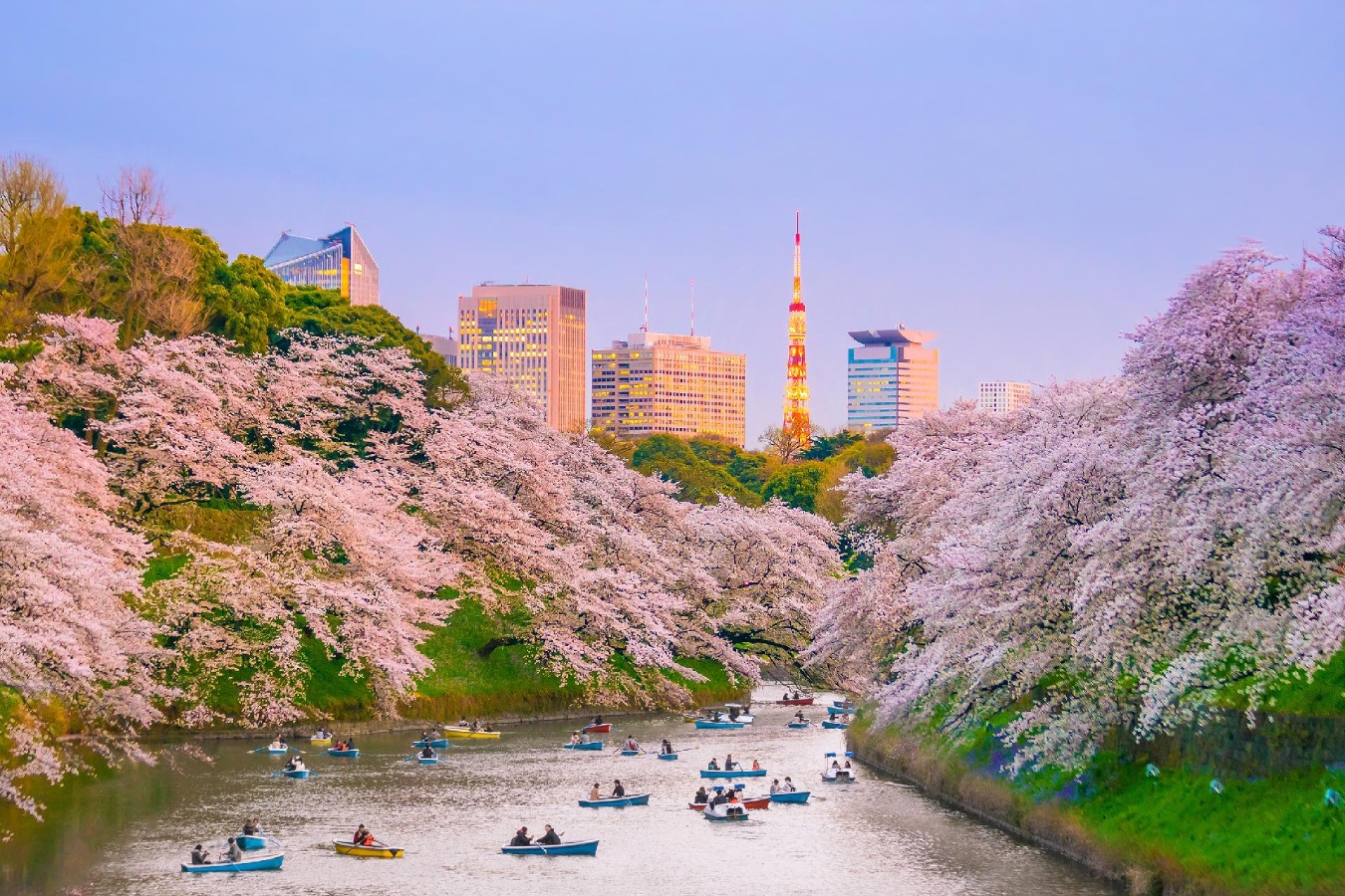 Japón, Tokio, parque Chidorigafuchi Sakura en plena floración Japón, Tokio, parque Chidorigafuchi Sakura en plena floración