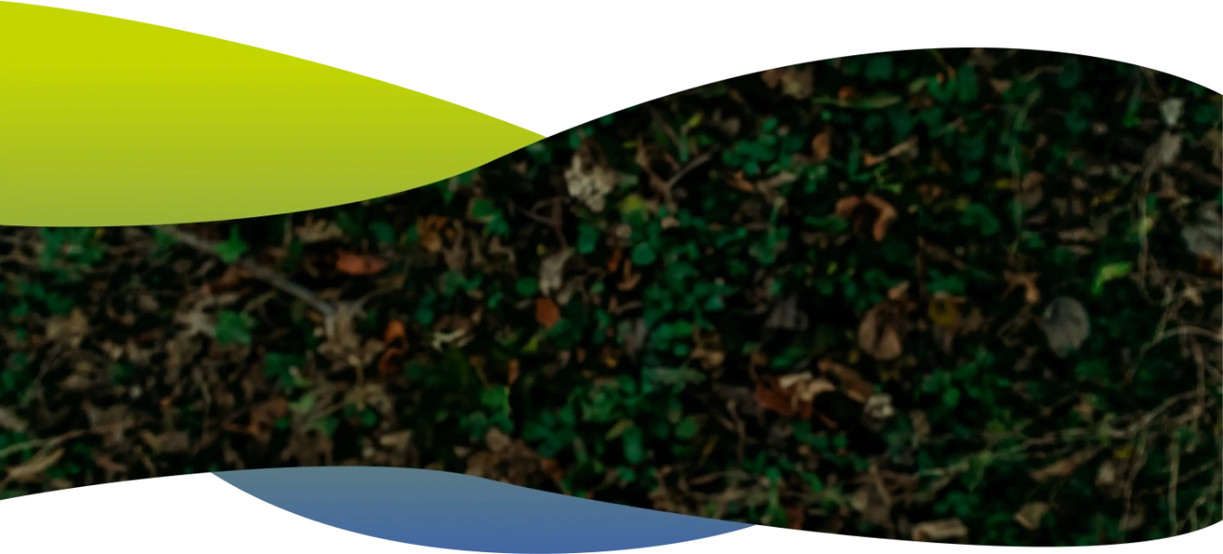 sustentable-background-colibri