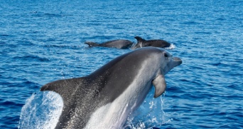 ROTA-DOS-CETACEOS