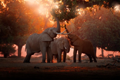 MARAVILLAS DE ZIMBABWE Y DELTA DEL OKAVANGO MARAVILLAS DE ZIMBABWE Y DELTA DEL OKAVANGO