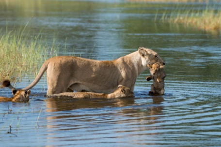 BOTSWANA ESPLÉNDIDA Y CATARATAS VICTORIA BOTSWANA ESPLÉNDIDA Y CATARATAS VICTORIA