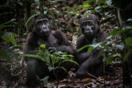 MARAVILLAS DEL CONGO MARAVILLAS DEL CONGO