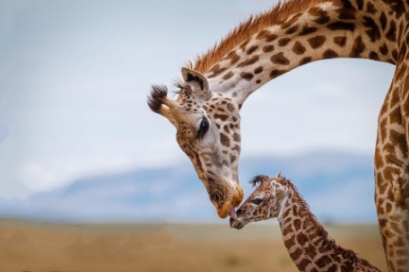 MARAVILLAS DE TANZANIA Y KENIA MARAVILLAS DE TANZANIA Y KENIA