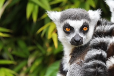 EXTRAORDINARIA MADAGASCAR EXTRAORDINARIA MADAGASCAR