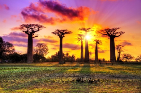 LÉMURES Y BAOBAB EN PRIVADO LÉMURES Y BAOBAB EN PRIVADO