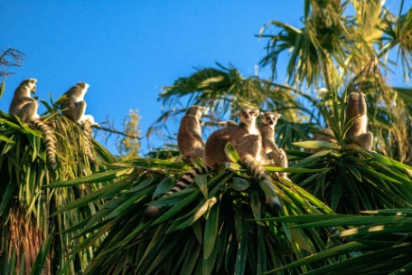 TSINGYS Y BAOBABS EN PRIVADO CON PLAYA TSINGYS Y BAOBABS EN PRIVADO CON PLAYA