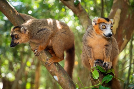BELLEZAS DE MADAGASCAR EN PRIVADO CON NOSY BE BELLEZAS DE MADAGASCAR EN PRIVADO CON NOSY BE