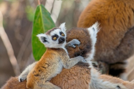 MADAGASCAR EN FAMILIA MADAGASCAR EN FAMILIA
