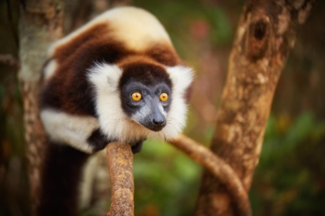 BELLEZAS DE MADAGASCAR EN PRIVADO CON PLAYA BELLEZAS DE MADAGASCAR EN PRIVADO CON PLAYA