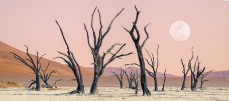 AUTO-RUTA NAMIBIA SALVAJE