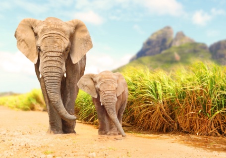 ESENCIA DE SUDÁFRICA Y RUTA JARDÍN ESENCIA DE SUDÁFRICA Y RUTA JARDÍN