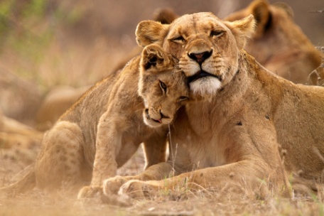 KRUGER ESSENCIAL KRUGER ESSENCIAL