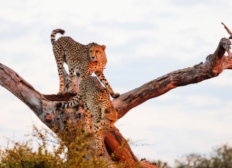 AUTO-RUTA SUDÁFRICA ESENCIAL: SAFARI Y CIUDAD DEL CABO AUTO-RUTA SUDÁFRICA ESENCIAL: SAFARI Y CIUDAD DEL CABO