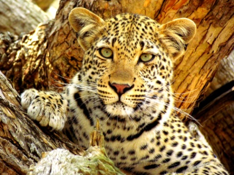 ESSÊNCIA DA ÁFRICA DO SUL EM RESERVA PRIVADA ESSÊNCIA DA ÁFRICA DO SUL EM RESERVA PRIVADA