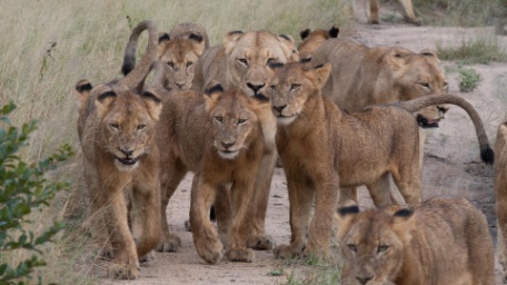 ESSÊNCIA DE SABI SANDS ESSÊNCIA DE SABI SANDS